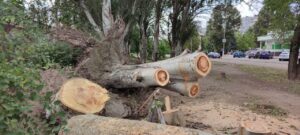 У Запоріжжі планують спиляти понад 20 тисяч тополь: чи потрібно це