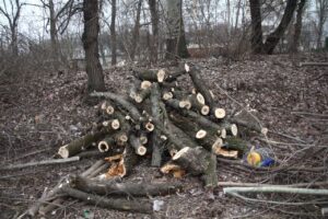 На трасі при виїзді із Запоріжжя масово видаляють дерева: хто це робить і чи можна безкоштовно отримати дрова (ФОТО, ВІДЕО)