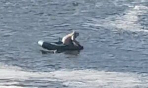 У Запоріжжі рибалки і птахи виловлюють дохлу і поранену рибу біля ДніпроГЕС (ВІДЕО)