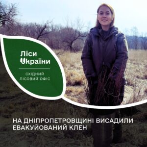 Стало відомо, де висадили  евакуйовані клени з Гуляйпільського лісництва