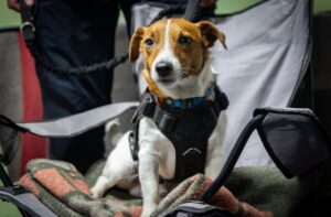 З вибухами і Псом Патроном: у Запоріжжі журналістів навчали мінної безпеки і допомоги пораненим (РЕПОРТАЖ)