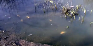 У Запоріжжі виявили снулу рибу