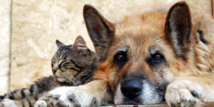 На ТОТ Запоріжжя окупанти вбивають безпритульних тварин, – ЦНС