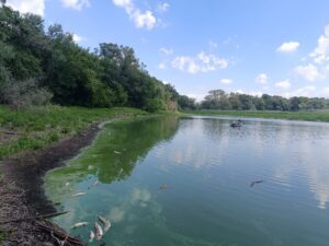 У Запоріжжі в заплаві Хортиці виявили замор риби (ФОТО)
