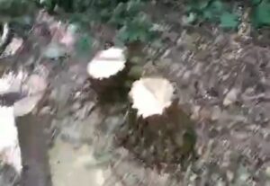 Поруч із запорізьким аеропортом чорні лісоруби знищують лісосмугу (ВІДЕО)