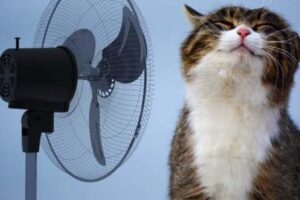 Метеорологи зафіксували в Запоріжжі “тропічні ночі”