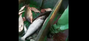 В акваторії Дніпра на Запоріжжі вже працюють “промисловики”: яку рибу ловлять (ВІДЕО)