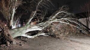 Повалені дерева й банери: стало відомо про наслідки негоди в Запоріжжі (ФОТО)