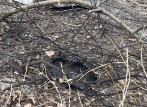 У Запоріжжі “шахед” зачепився за дерево і вибухнув у дворі багатоповерхівки (ВІДЕО)