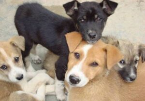 В Запорожье хотят построить центр для бездомных животных за 150 миллионов