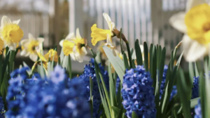 Какие цветы можно высаживать уже в феврале: 3 проверенных варианта