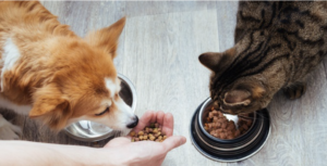 В Запорожье можно получить бесплатный корм для котов и собак