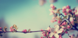 Весна возвращается: в Запорожье потеплеет уже на этой неделе