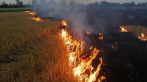 На Запоріжжі протягом доби надзвичайники ліквідували 5 пожеж на відкритих територіях