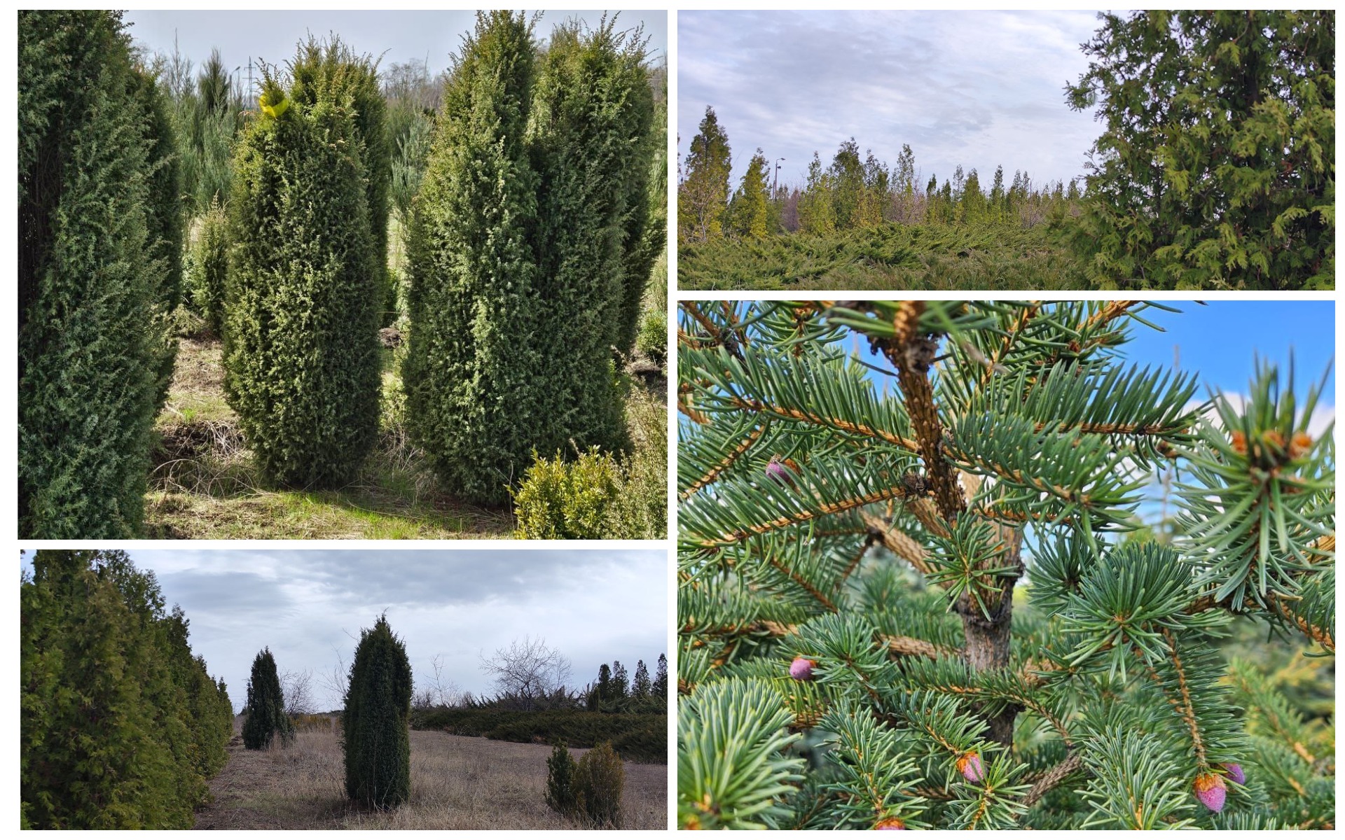 Запорізький Зеленгосп