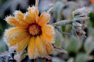 Жителей Запорожья предупреждают о сильных заморозках