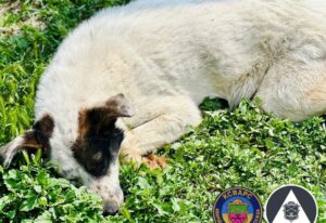 У Запоріжжі врятували собаку, який два місяці прожив у каналізації (ФОТО)