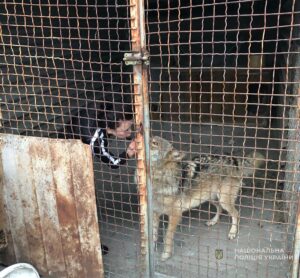 По Запоріжжю гуляв вовк: тварину повернули до власника (ФОТО)