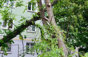 У Запоріжжі вітер повалив дерево просто на будинок (ФОТО)