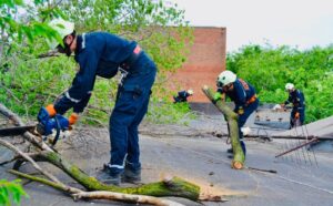 У Запоріжжі ліквідують близько 300 дерев, щоб встановити нові ліхтарі