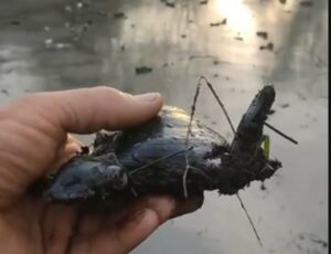 У Запоріжжі річка вкрилася товстим шаром мазуту (ФОТО, ВІДЕО)