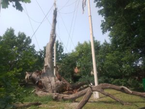 Запорізький дуб втратив останню живу гілку (ФОТО)