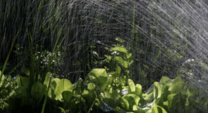 Як поливати город у спеку: ефективний метод, що зберігає воду та економить час