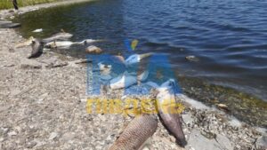 Масова загибель риби на Запоріжжі: збитки — понад мільйон гривень (ВІДЕО)