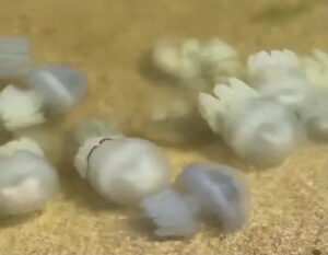 Море медуз і пусті пляжі: як Азовське узбережжя поступове вимирає (ФОТО, ВІДЕО)