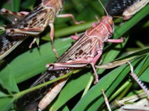 Летюча загроза: на Запоріжжя наступає сарана (ВІДЕО)