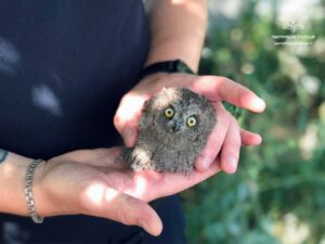 Запорізький патрульний урятував пташеня після нічної зміни (ФОТО)