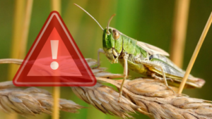 Запоріжцям розповіли, як діяти при виявленні сарани