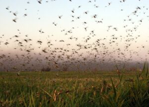 Доктор наук пояснив, коли закінчиться нашестя сарани в Запоріжжі (ФОТО, ВІДЕО)