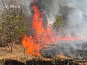 У Запоріжжі вогонь спалив 40 га на острові Хортиця: що відомо (ФОТО)