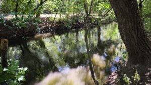 Як посуха вплинула на стан річки Суха Московка в Запоріжжі (ВІДЕО)