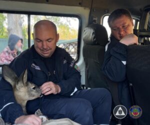 У Запоріжжі до людей прибилася травмована косуля: їй допомогли рятувальники (ФОТО)