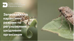 У Запоріжжі запровадили карантинні режими через небезпечних шкідників: в яких районах