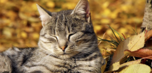 Синоптики озвучили прогноз погоды в Запорожье на выходные 1-2 ноября