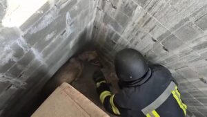 У Запоріжжі рятувальники визволили собаку, який впав у глибокий колодязь (ВІДЕО)