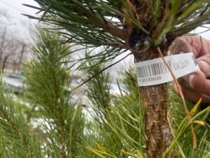 Ціни до 4000 гривень: які “живі” ялинки продають в Запоріжжі