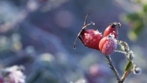 Когда в Запорожье ударят морозы: подробный прогноз от синоптиков