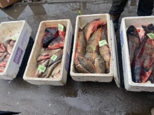 Держекоінспекція провела перевірки місць торгівлі живою рибою в Запоріжжі: що виявили