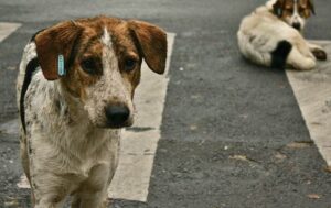 Бездомні тварини Запоріжжя: між виживанням і надією