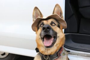 Хвостата поліцейська: як собака-переселенка рятує життя на службі в Запорізькій поліції (ФОТО)