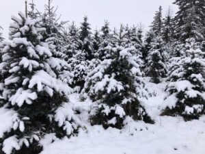 Новорічна ялинка може обернутися в’язницею: чим загрожує незаконна вирубка