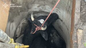 В Запорожье чрезвычайники спасли корову, которая упала в колодец (ФОТО)