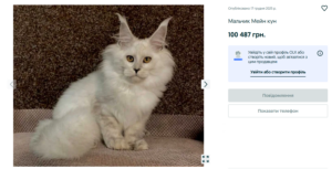 В Запорожье выставлен на продажу котенок мейн-куна за 2 тысячи евро: что известно о предложении (ФОТО)