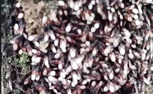 У Запоріжжі дерева масово обліпив липовий клоп (ВІДЕО)