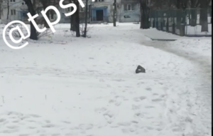 Сообщается о стрельбе в Запорожье (ВИДЕО)