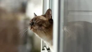 Весна вже поруч: яку погоду принесе новий тиждень у Запоріжжя